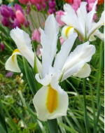 Ірис Hollandica White Van Vliet