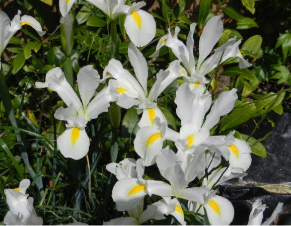 Ірис Hollandica White Van Vliet