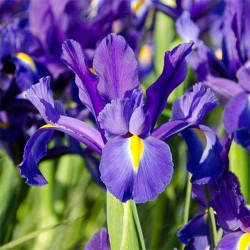 Цибулини ірису Hollandica Discovery Purple
