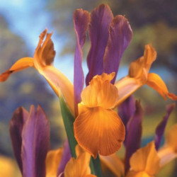 Цибулини ірису Hollandica Bronze Beauty