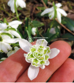 Підсніжник Flore Pleno