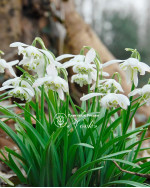 Підсніжник Flore Pleno
