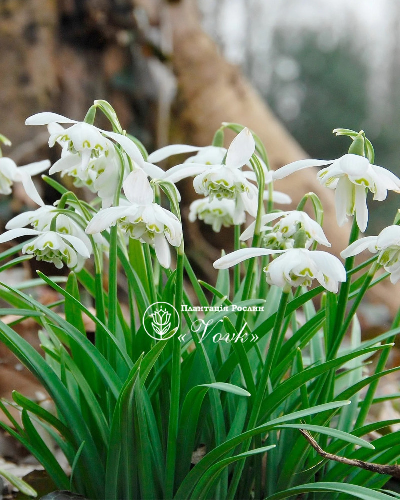 Підсніжник Flore Pleno