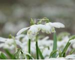 Підсніжник Flore Pleno