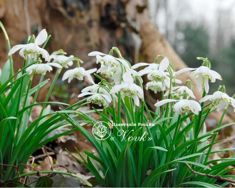 Підсніжник Flore Pleno