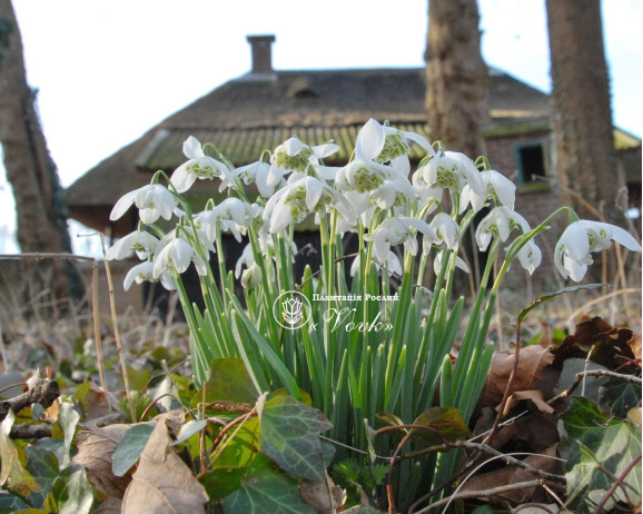 Підсніжник Flore Pleno