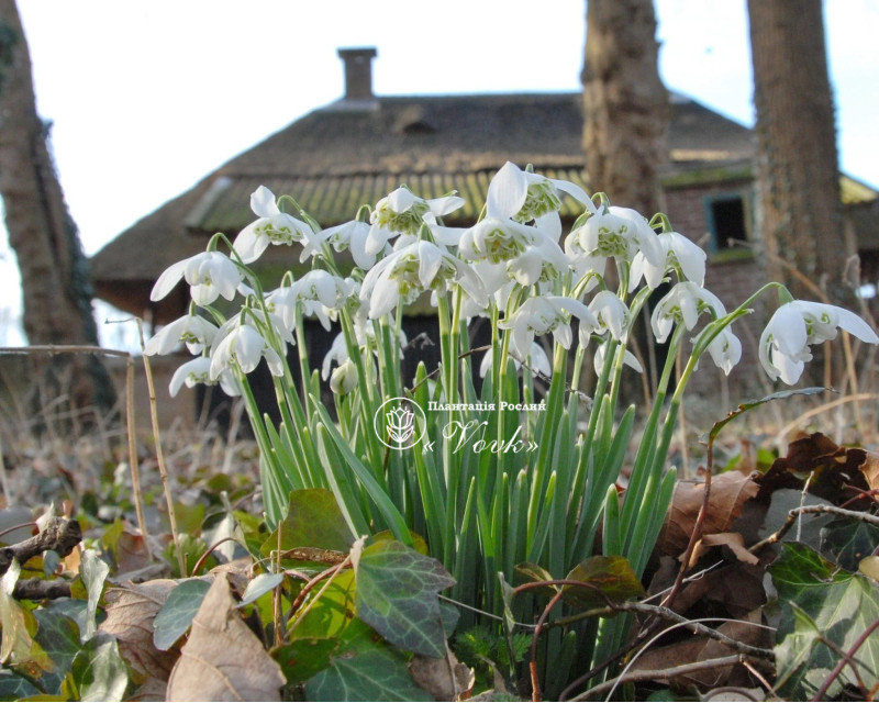 Підсніжник Flore Pleno