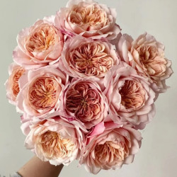 Саженцы розы Мияби Ча