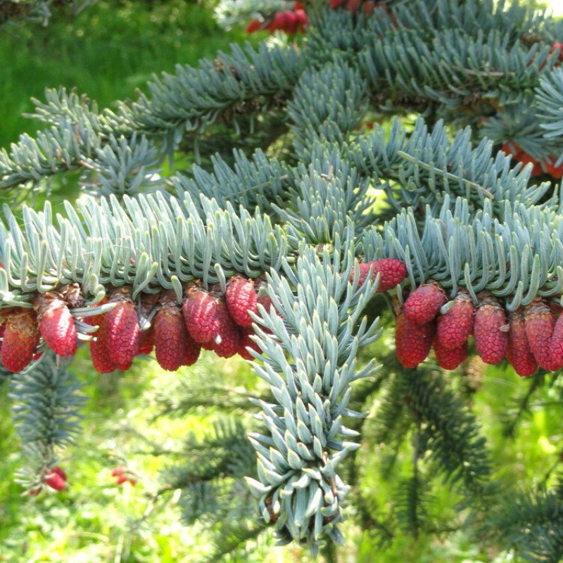 Ялиця високоросла Glauca (Глаука) на штамбі