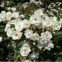 Саджанці троянди Ватерлоо