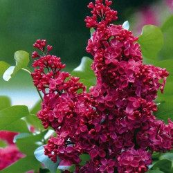 Бузок Палаюча москва Бузок Палаюча москва