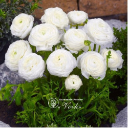 Ранункулюс (лютик) Aviv White Ранункулюс (лютик) Aviv White