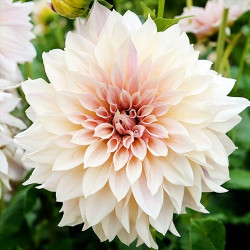 Клубни георгины Cafe au Lait