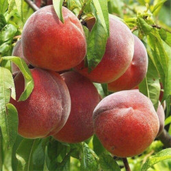 Саджанці персика Флемінг Ф'юрі