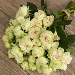 Саджанці троянди Бланшетт