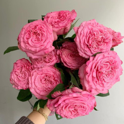 Саженцы розы Эшли