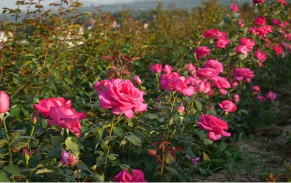 Саджанці троянди Пароль