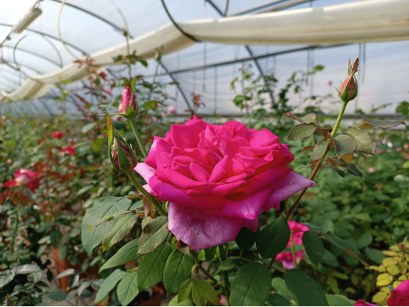 Саджанці троянди Пароль