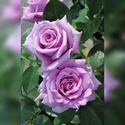 Саженцы розы Мами Блю