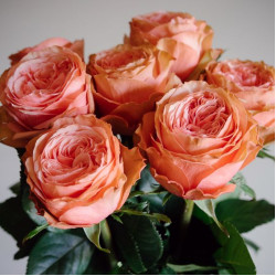 Саженцы розы Кахала