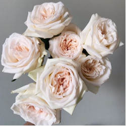 Саджанці троянди Вайт Охара