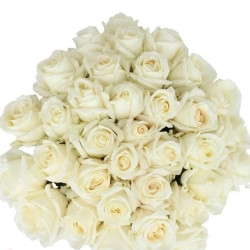 Саджанці троянди Вайт Шоколад