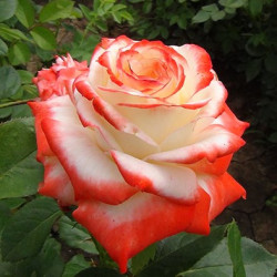 Саженцы розы  Императрица Фарах