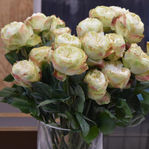 Роза Кхела