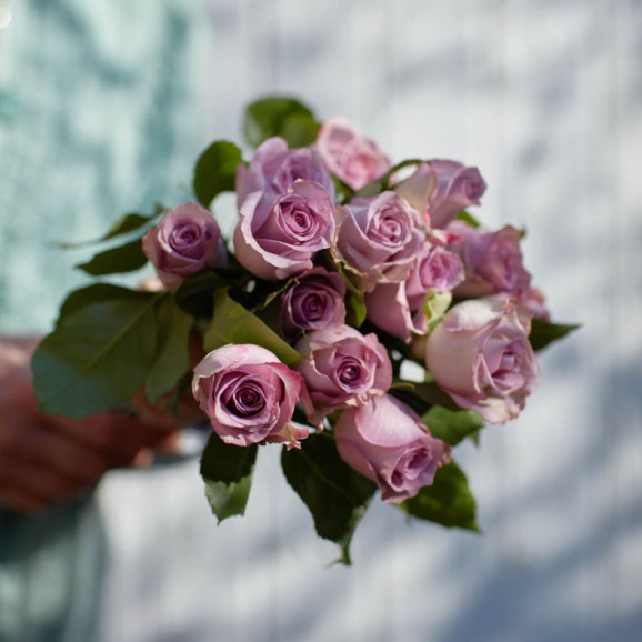 Саджанці троянди Дансінг Клаудс