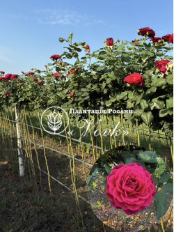  Роза Графиня фон Харденберг штамб