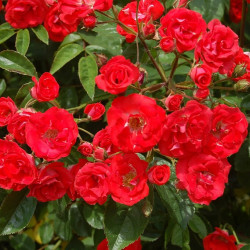 Саженцы розы Ред Моцарт