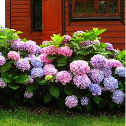 Саженцы гортензии широколистной Endless Summer