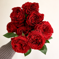 Саджанець троянди Ред Сенсейшн