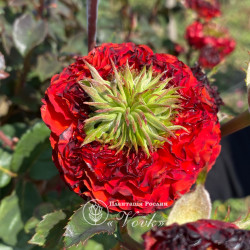 Саджанці троянди Ред Айс