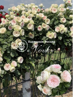 Роза Помпон Фловер Циркус штамб