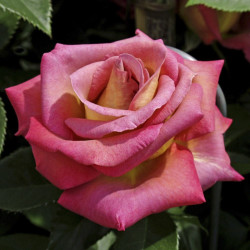 Саджанці троянди Мішель Друкер