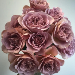 Саджанці троянди Кафе Латте