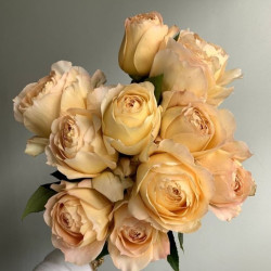 Саженцы розы Карамель Антик