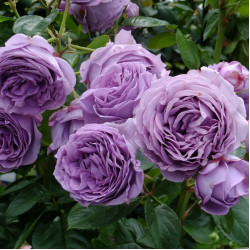 Троянда Блу Скай Фрі Троянда Блу Скай Фрі