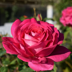 Саджанець троянди Веласкес