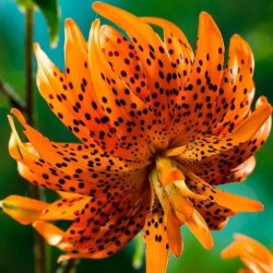 Луковицы лилии Flore Pleno