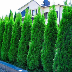 Саженцы туи Smaragd (Смарагд)
