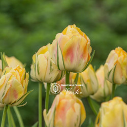 Цибулини тюльпану Akebono