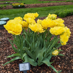 Луковицы тюльпана Exotic Sun