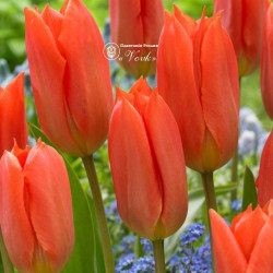 Луковицы тюльпана Orange Brilliant
