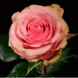 Саженцы розы Джеральдина