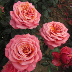 Саженцы розы Коппер Лайт