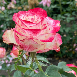 Саженцы розы Свитнесс