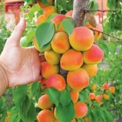 Абрикос колонновидный Санни