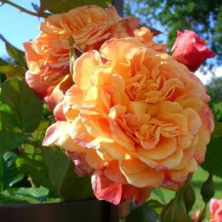 Саженцы розы Алоха